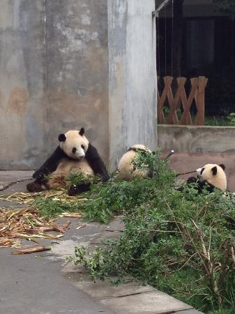 Chengdu